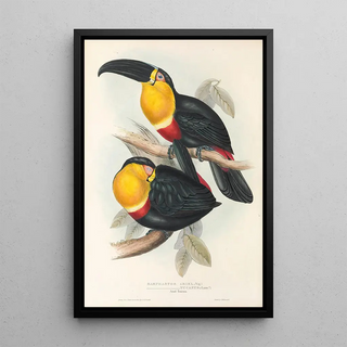 John Gould - A monograph of the Ramphastidae or family of toucans Pl10.webp