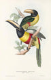 En monografi över Ramphastidae eller familjen toucaner Pl12 - John Gould — vy av konstverket