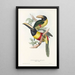En monografi över Ramphastidae eller familjen toucaner Pl12 - John Gould — inramlat konstverk på väggen