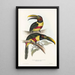 En monografi över Ramphastidae eller familjen toucaner Pl13 - John Gould — inramlat konstverk på väggen