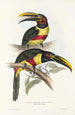 En monografi över Ramphastidae eller familjen toucaner Pl13 - John Gould — vy av konstverket