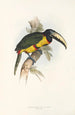En monografi över Ramphastidae eller familjen toucaner Pl14 - John Gould — vy av konstverket