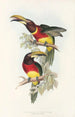 En monografi över Ramphastidae eller familjen toucaner Pl16 - John Gould — vy av konstverket