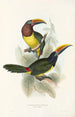 En monografi över Ramphastidae eller familjen toucaner Pl18 - John Gould — vy av konstverket