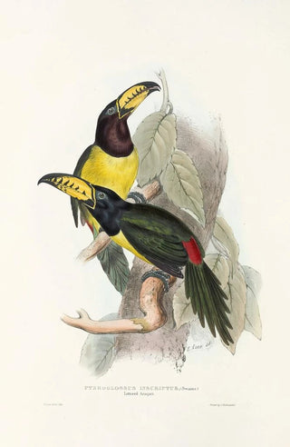 John Gould - A monograph of the Ramphastidae or family of toucans Pl20.webp