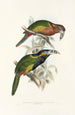 En monografi över Ramphastidae eller familjen toucaner Pl21 - John Gould — vy av konstverket