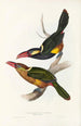 En monografi över Ramphastidae eller familjen toucaner Pl22 - John Gould — vy av konstverket