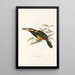 En monografi över Ramphastidae eller familjen toucaner Pl23 - John Gould — inramlat konstverk på väggen
