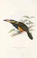 En monografi över Ramphastidae eller familjen toucaner Pl23 - John Gould — vy av konstverket