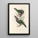 En monografi över Ramphastidae eller familjen toucaner Pl24 - John Gould — inramlat konstverk på väggen
