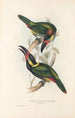 En monografi över Ramphastidae eller familjen toucaner Pl24 - John Gould — vy av konstverket