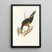 En monografi över Ramphastidae eller familjen toucaner Pl25 - John Gould — inramlat konstverk på väggen