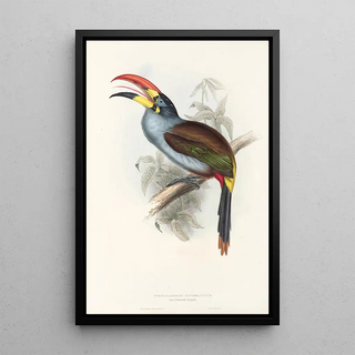 John Gould - A monograph of the Ramphastidae or family of toucans Pl27.webp