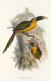 En monografi av Ramphastidae eller familjen toucaner Pl28 - John Gould — vy av konstverket