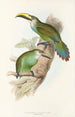 En monografi över Ramphastidae eller familjen toucaner Pl29 - John Gould — vy av konstverket