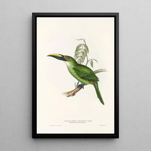 John Gould - A monograph of the Ramphastidae or family of toucans Pl30.webp