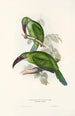 En monografi över Ramphastidae eller familjen toucaner Pl31 - John Gould — vy av konstverket
