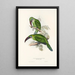 En monografi över Ramphastidae eller familjen toucaner Pl31 - John Gould — inramlat konstverk på väggen