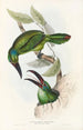 En monografi över Ramphastidae eller familjen toucaner Pl32 - John Gould — vy av konstverket
