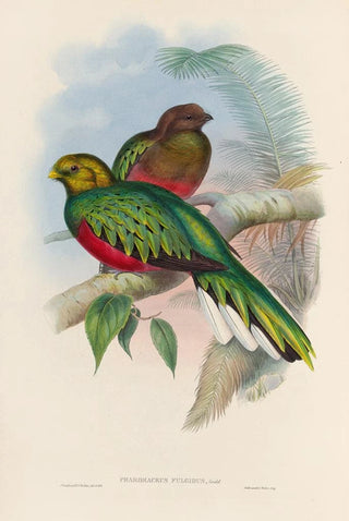 John Gould - A monograph of the Trogonidae or family of trogons Pl02.webp