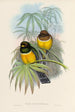 En monografi över Trogonidae eller familjen trogon Pl06 - John Gould — vy av konstverket