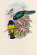 En monografi över Trogonidae eller familjen trogon Pl08 - John Gould — vy av konstverket