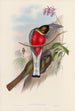 En monografi av Trogonidae eller familjen trogoner Pl11 - John Gould — vy av konstverket