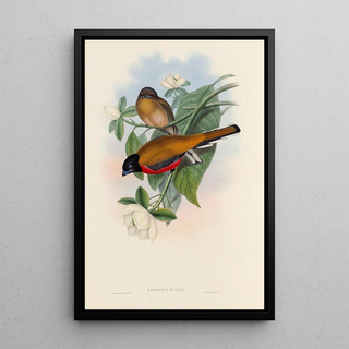 John Gould - A monograph of the Trogonidae or family of trogons Pl13.webp