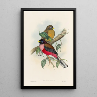 John Gould - A monograph of the Trogonidae or family of trogons Pl22.webp