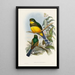 En monografi över Trogonidae eller familjen trogon Pl24 - John Gould — inramlat konstverk på väggen
