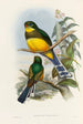 En monografi över Trogonidae eller familjen trogon Pl24 - John Gould — vy av konstverket