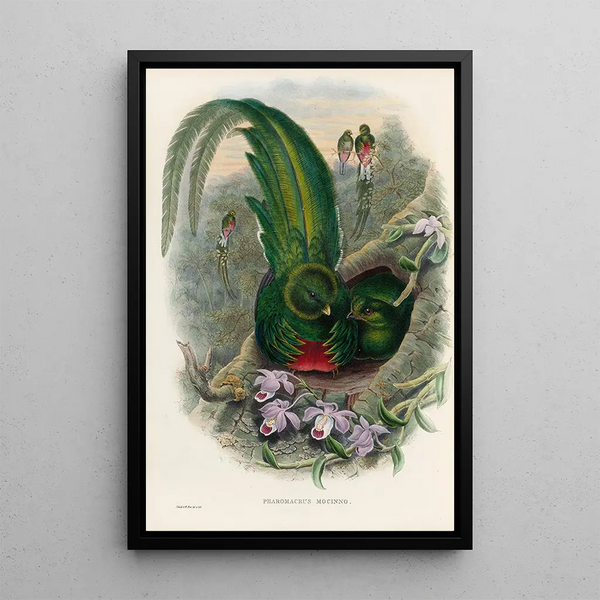 John Gould - A monograph of the Trogonidae or family of trogons Pl27.webp