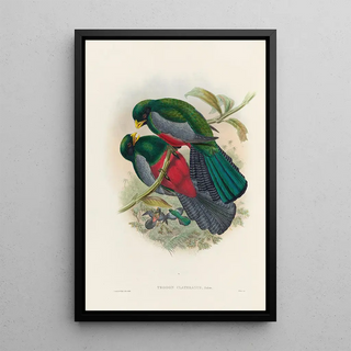 John Gould - A monograph of the Trogonidae or family of trogons Pl29.webp