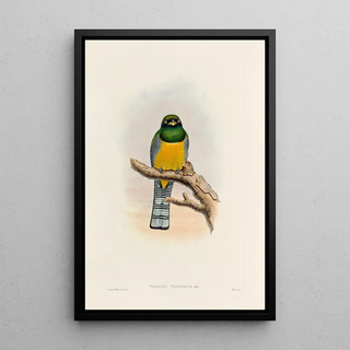 John Gould - A monograph of the Trogonidae or family of trogons Pl39.webp