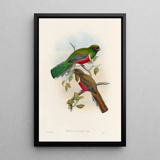 John Gould - A monograph of the Trogonidae or family of trogons Pl41.webp