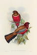 En monografi över Trogonidae eller familjen trogoner Pl47 - John Gould — vy av konstverket