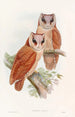 Chouette bay - John Gould — vy av konstverket