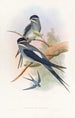 Hémiprocné barbu - John Gould — vy av konstverket