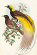 Oiseau de paradis Paradisea apoda - John Gould — vy av konstverket