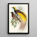 Oiseau de paradis Paradisea apoda - John Gould — inramlat konstverk på väggen