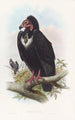 Vautour noir - John Gould — vy av konstverket