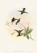 Callipharus nigriventris - John Gould — vy av konstverket