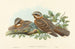 Engoulevent à collier roux - John Gould — vy av konstverket
