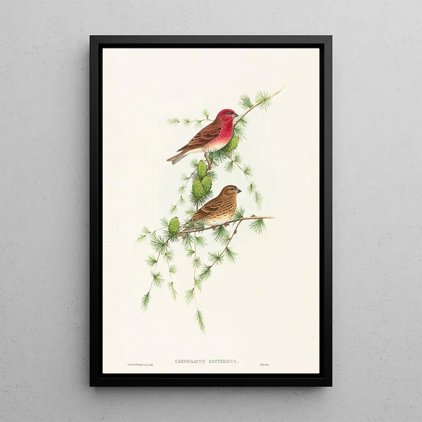 John Gould - Carpodacus erythrinus.webp