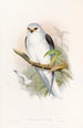 Elanus celebé - John Gould — vy av konstverket