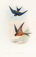 Hirondelle mosquée de Ceylan - John Gould — vy av konstverket