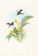 Damophila amabilis - John Gould — vy av konstverket