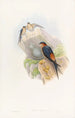 Hirondelle mosquée daurienne - John Gould — vy av konstverket
