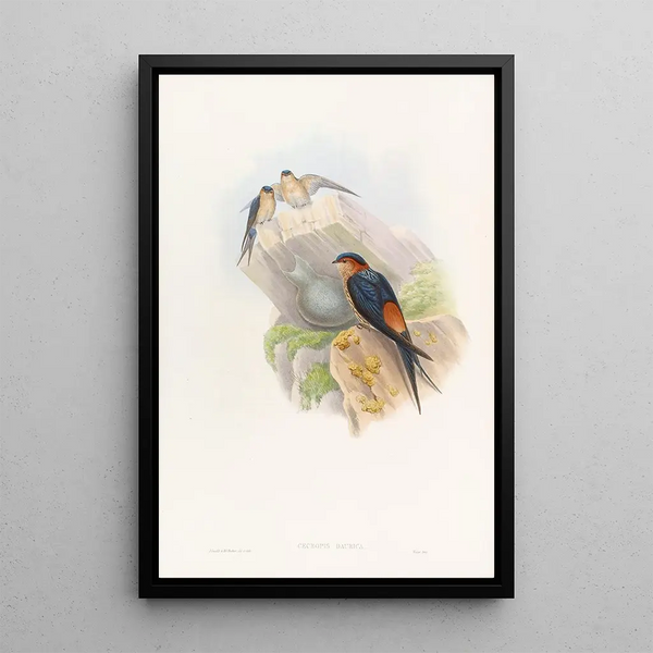 John Gould - Daurian MosqueSwallow.webp