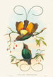 Diphyllodes chrysoptera - John Gould — vy av konstverket
